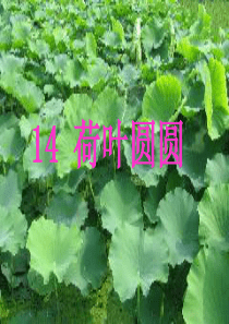 人教版一年级下册《荷叶圆圆》课件 - 副本