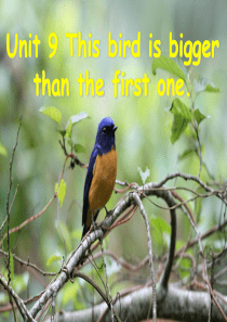 新湘少版六年级上册unit9This-bird-is-bigger-than-that-one