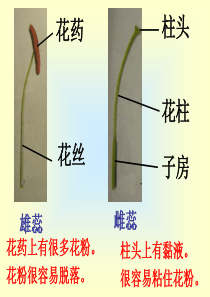 2-4把种子散播到远处2