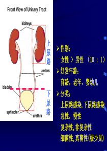 尿路感染PPT-精选文档