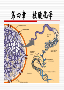 5.核酸化学