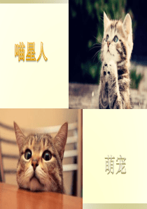 老舍猫PPT公开课