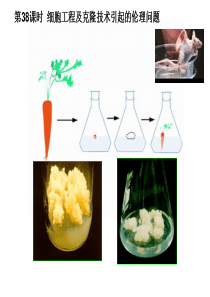 第38课时细胞工程及克隆技术引起的伦理问题