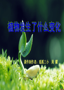 三年级上册科学第一单元植物发生了什么变化