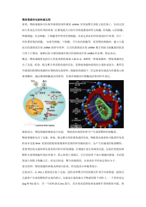 慢病毒载体包装构建过程