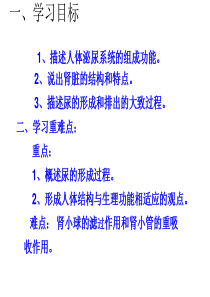 尿的形成授课大赛一等奖的课件1