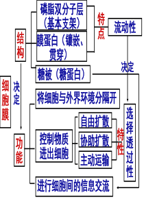 酶的作用和本质PPT