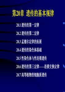 普通生物学第20章 遗传的基本规律