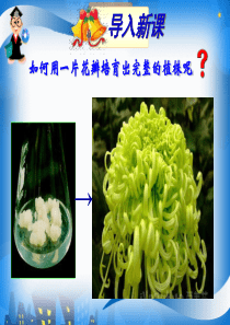 2.1.1植物细胞工程的基本技术