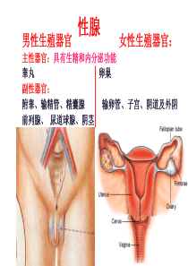 性腺