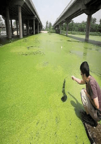 公开课显微镜下的各种生物