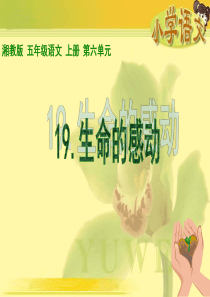 《生命的感动》课件