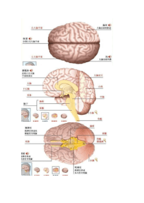 91大脑结构与功能