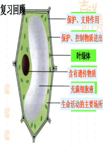 8.2细胞的分裂和分化