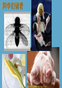 高一生物基因突变和基因重组课件 人教版 必修2