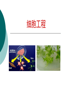 优质公开课-植物细胞工程课件