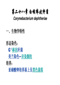 第28章-白喉棒状杆菌重点