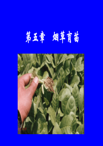 烟草育苗(附图片)