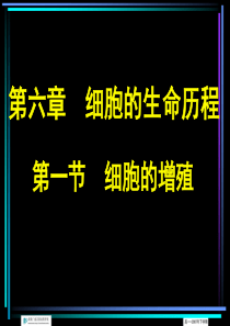 人教版教学课件细胞的增殖有丝分裂的过程