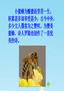 《蜂》教学课件