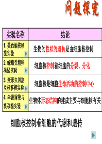 3.3细胞核-系统的控制中心(上课)