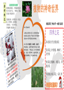 精美植物小报