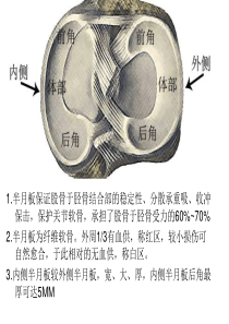 半月板解剖及疾病诊断