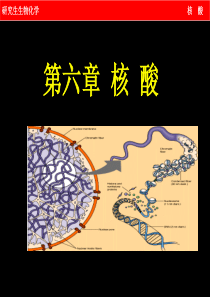 第六章核酸