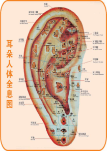 针灸人体穴位图大全.ppt