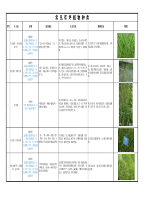 常见草坪植物