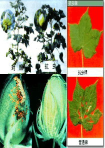 第六章 第三节 基因工程与转基因生物