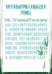 TUNEL法检测细胞凋亡实验原理和方法tunel完成