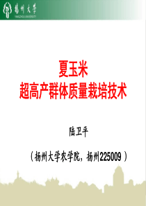 夏玉米超高产群体质量栽培技术--陆卫平