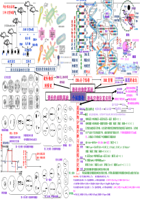 生物必修2遗传的物质和细胞基础、遗传定律的思维导图