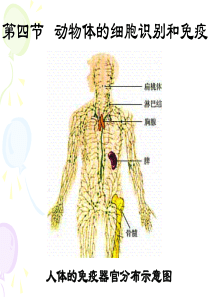 上海高中生物第二册第四节、动物体的细胞识别和免疫2