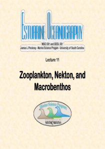 河口生态学Lecture_11Zooplankton, Nekton, and Macrobenth