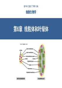 第6章--线粒体和叶绿体