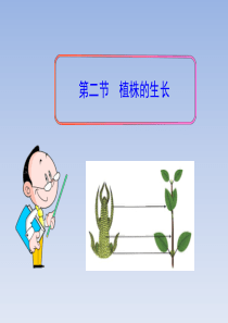 七年级生物上册 第三单元 第二章 第二节《植株的生长》课件 新人教版