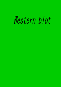 Western-blot--帮你理解