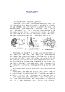 人脑的结构是怎样的？