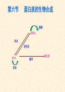 蛋白质合成PPT