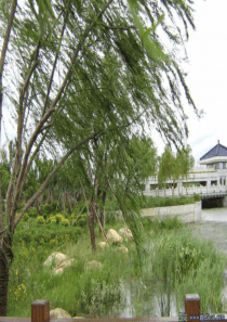 贾平凹《风雨》ppt课件正式