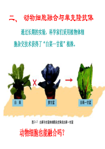 xsl新新动物细胞融合和单克隆抗体