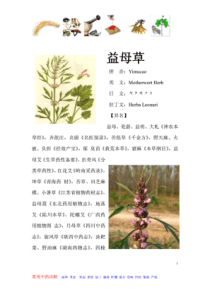 益母草-常见中草药详述