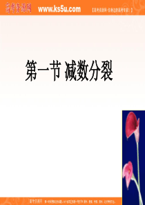 生物：2.1《减数分裂》课件(苏教版必修2)