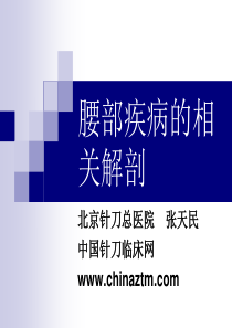 腰椎疾病相关解剖 Microsoft PowerPoint 演示文稿