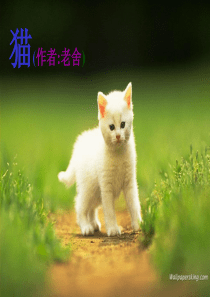 老舍《猫》ppt