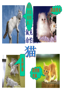 老舍《猫》ppt课件