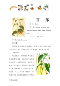 百部-常见中草药详述