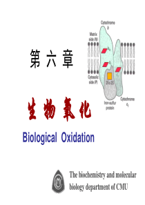 中国医科大学生物化学6生物氧化